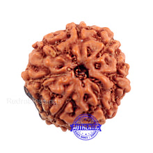 Load image into Gallery viewer, 7 Mukhi Indonesian Rudraksha with Om Marking
