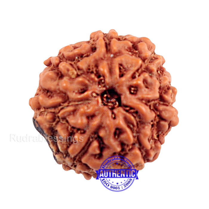 7 Mukhi Indonesian Rudraksha with Om Marking