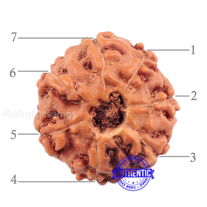 7 Mukhi Indonesian Rudraksha with Om Marking