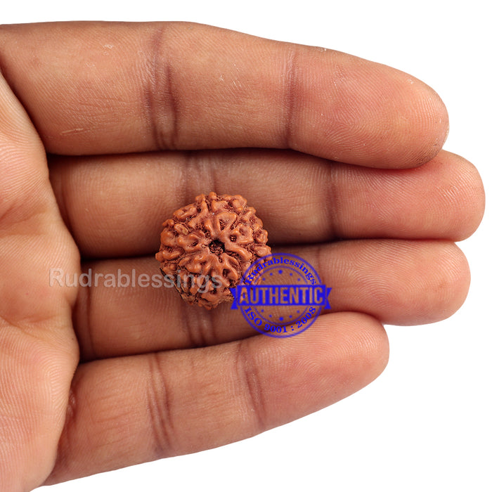 7 Mukhi Indonesian Rudraksha with Om Marking