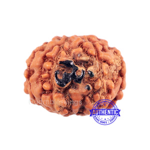 7 Mukhi Indonesian Rudraksha with Om Marking