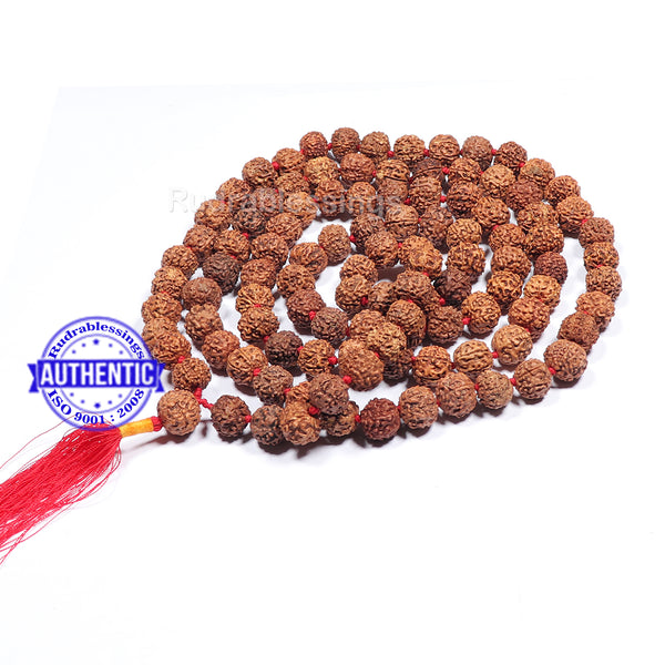 6 Mukhi Rudraksha Kantha - (108+1 beads - Indonesian)
