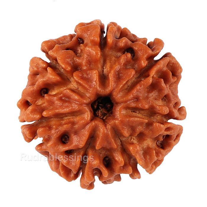 7 Mukhi Nepalese Rudraksha in Gold Plated Locket