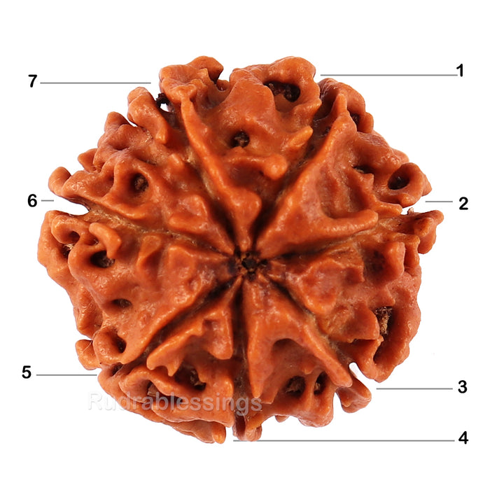 7 Mukhi Nepalese Rudraksha in Gold Plated Locket