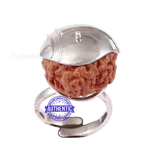 7 Mukhi Indonesian Rudraksha Ring - 16
