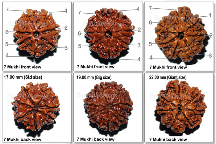 Rudraksha Set - (7 Mukhi of different sizes)