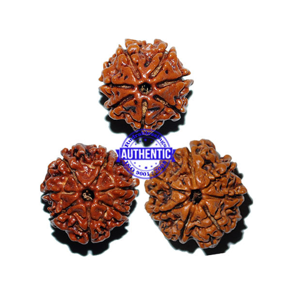 Rudraksha Set - (7 Mukhi of different sizes)