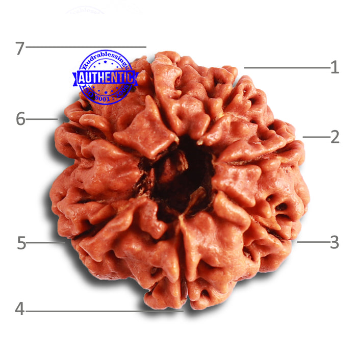 7 Mukhi Nepalese Rudraksha - Bead No 449