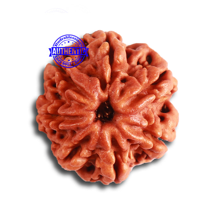 7 Mukhi Nepalese Rudraksha - Bead No 449