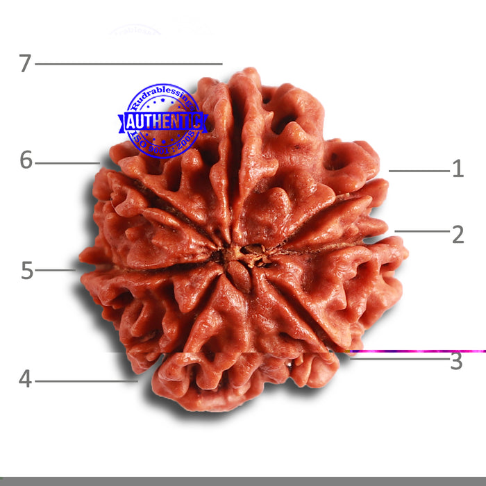 7 Mukhi Nepalese Rudraksha - Bead No 451