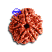 Load image into Gallery viewer, 7 Mukhi Nepalese Rudraksha - Bead No 451
