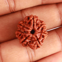 Load image into Gallery viewer, 7 Mukhi Nepalese Rudraksha - Bead No 451

