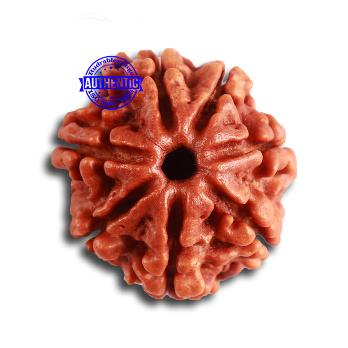 7 Mukhi Nepalese Rudraksha - Bead No 455