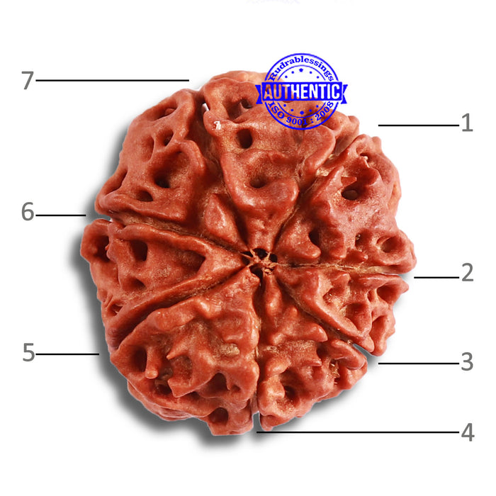 7 Mukhi Nepalese Rudraksha - Bead No 465