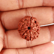 Load image into Gallery viewer, 7 Mukhi Nepalese Rudraksha - Bead No 465
