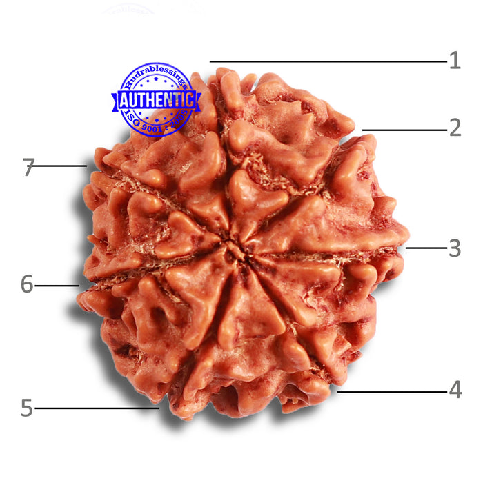7 Mukhi Nepalese Rudraksha - Bead No 476