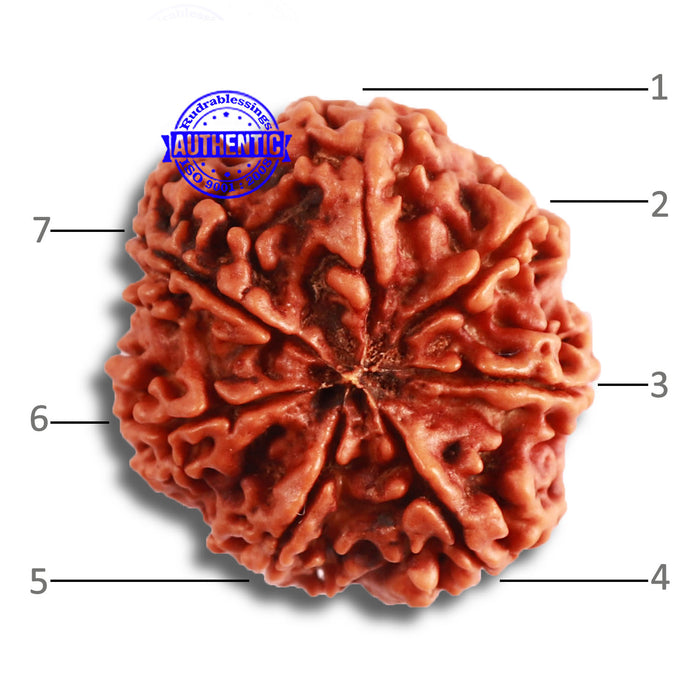 7 Mukhi Nepalese Rudraksha - Bead No. 478