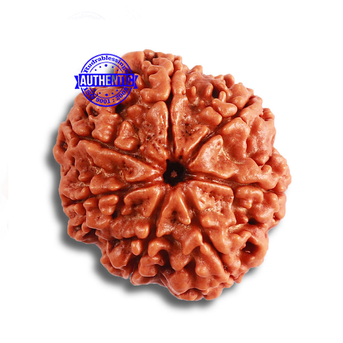 7 Mukhi Nepalese Rudraksha - Bead No. 478