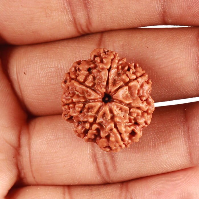 7 Mukhi Nepalese Rudraksha - Bead No. 478