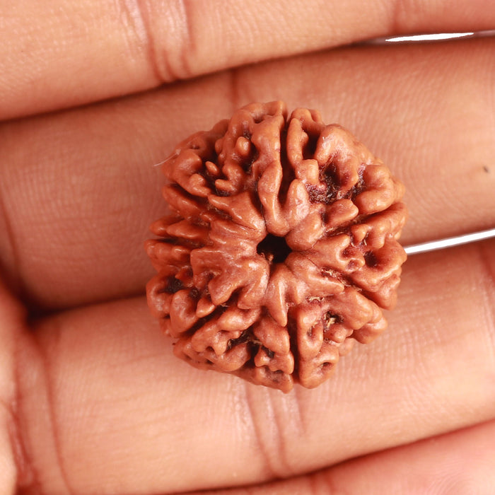 7 Mukhi Nepalese Rudraksha - Bead No. 479
