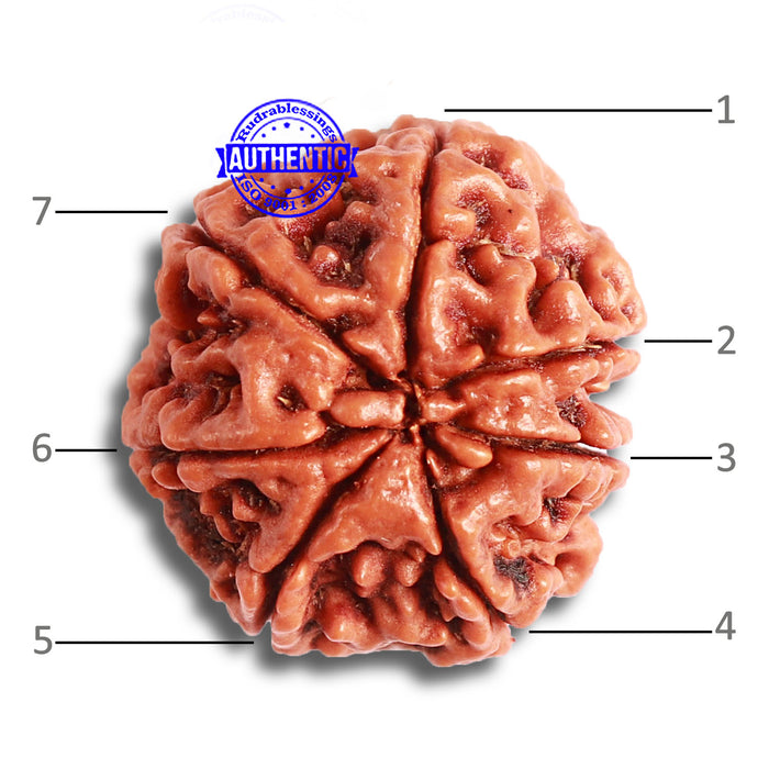 7 Mukhi Nepalese Rudraksha - Bead No. 479