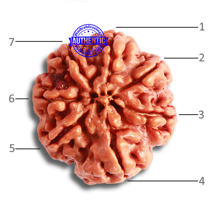 7 Mukhi Nepalese Rudraksha - Bead No. 480