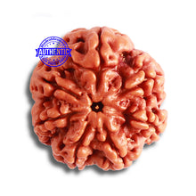 Load image into Gallery viewer, 7 Mukhi Nepalese Rudraksha - Bead No. 480
