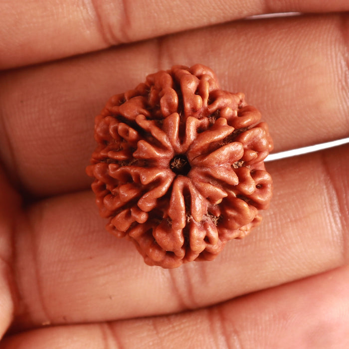 7 Mukhi Nepalese Rudraksha - Bead No. 481