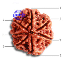 Load image into Gallery viewer, 7 Mukhi Nepalese Rudraksha - Bead No. 481
