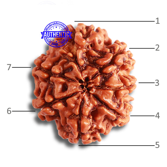 7 Mukhi Nepalese Rudraksha - Bead No. 482