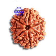 Load image into Gallery viewer, 7 Mukhi Nepalese Rudraksha - Bead No. 482
