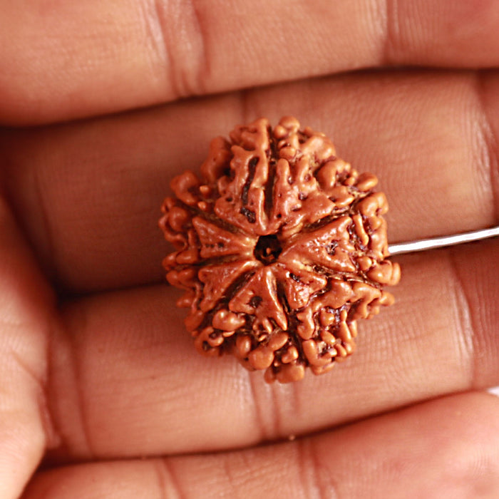 7 Mukhi Nepalese Rudraksha - Bead No. 482