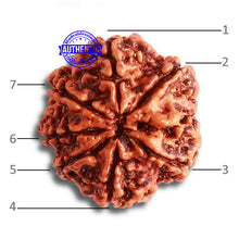 Load image into Gallery viewer, 7 Mukhi Nepalese Rudraksha - Bead No. 483
