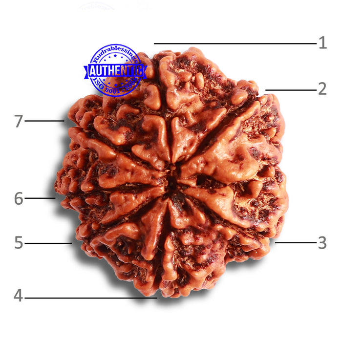 7 Mukhi Nepalese Rudraksha - Bead No. 483