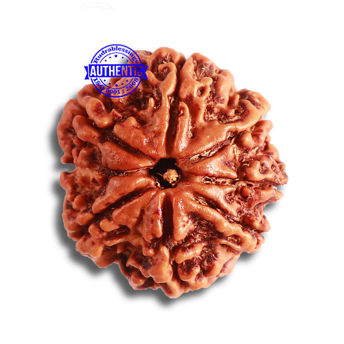 7 Mukhi Nepalese Rudraksha - Bead No. 483
