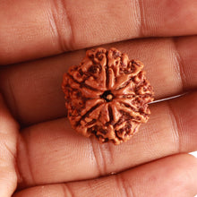 Load image into Gallery viewer, 7 Mukhi Nepalese Rudraksha - Bead No. 483
