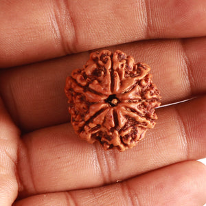 7 Mukhi Nepalese Rudraksha - Bead No. 483