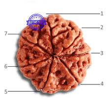 Load image into Gallery viewer, 7 Mukhi Nepalese Rudraksha - Bead No. 485
