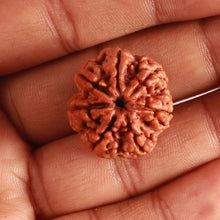 Load image into Gallery viewer, 7 Mukhi Nepalese Rudraksha - Bead No. 485
