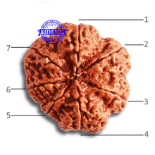Load image into Gallery viewer, 7 Mukhi Nepalese Rudraksha - Bead No. 486
