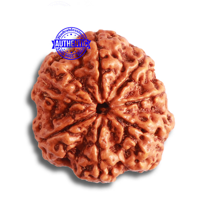 7 Mukhi Nepalese Rudraksha - Bead No. 486