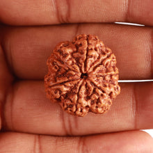 Load image into Gallery viewer, 7 Mukhi Nepalese Rudraksha - Bead No. 486
