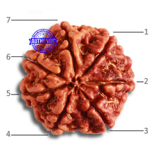 Load image into Gallery viewer, 7 Mukhi Nepalese Rudraksha - Bead No. 487

