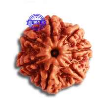 Load image into Gallery viewer, 7 Mukhi Nepalese Rudraksha - Bead No. 487
