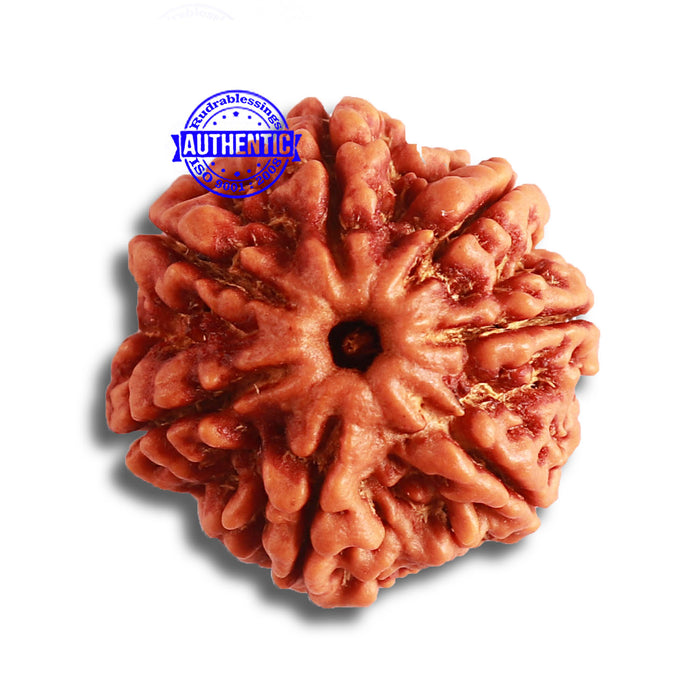 7 Mukhi Nepalese Rudraksha - Bead No. 487