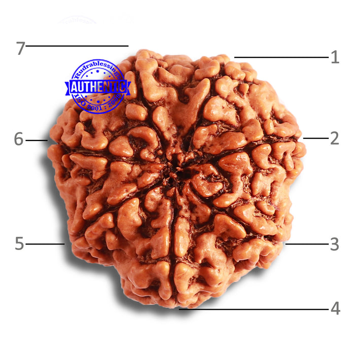 7 Mukhi Nepalese Rudraksha - Bead No. 488