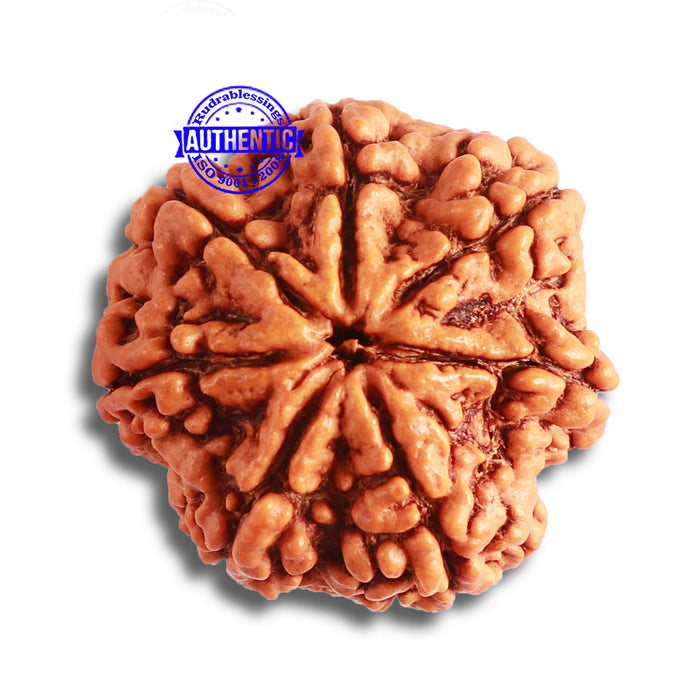 7 Mukhi Nepalese Rudraksha - Bead No. 488