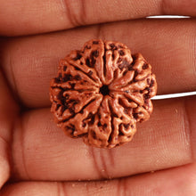 Load image into Gallery viewer, 7 Mukhi Nepalese Rudraksha - Bead No. 489
