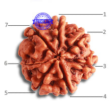Load image into Gallery viewer, 7 Mukhi Nepalese Rudraksha - Bead No. 490
