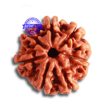 Load image into Gallery viewer, 7 Mukhi Nepalese Rudraksha - Bead No. 490
